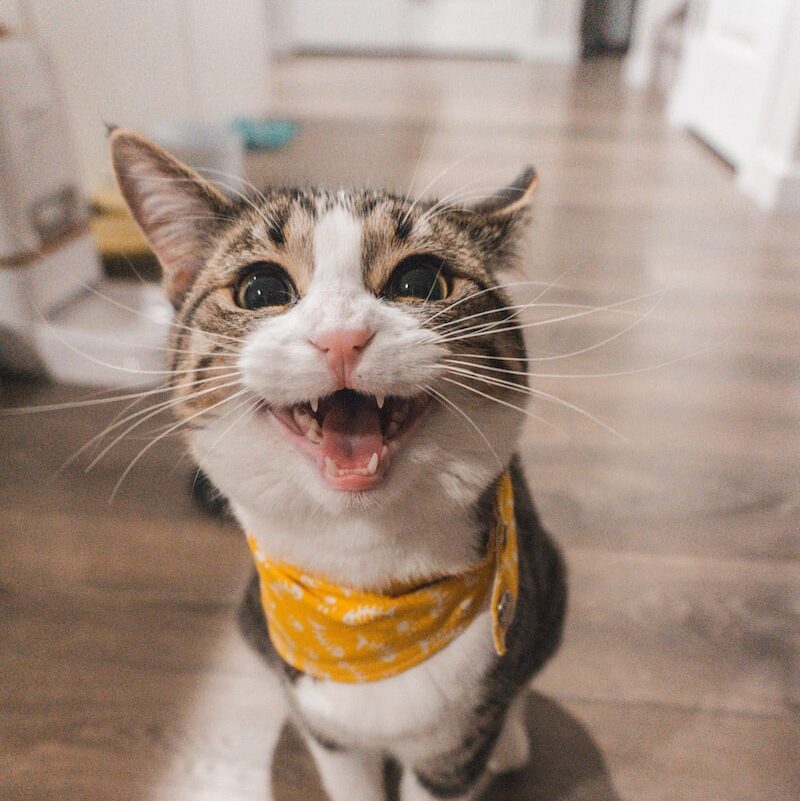 brown tabby cat