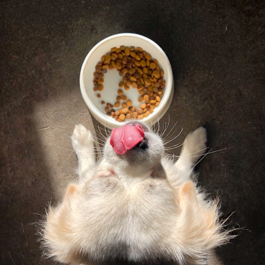 dog licking it's nose standing beside near empty food bowl