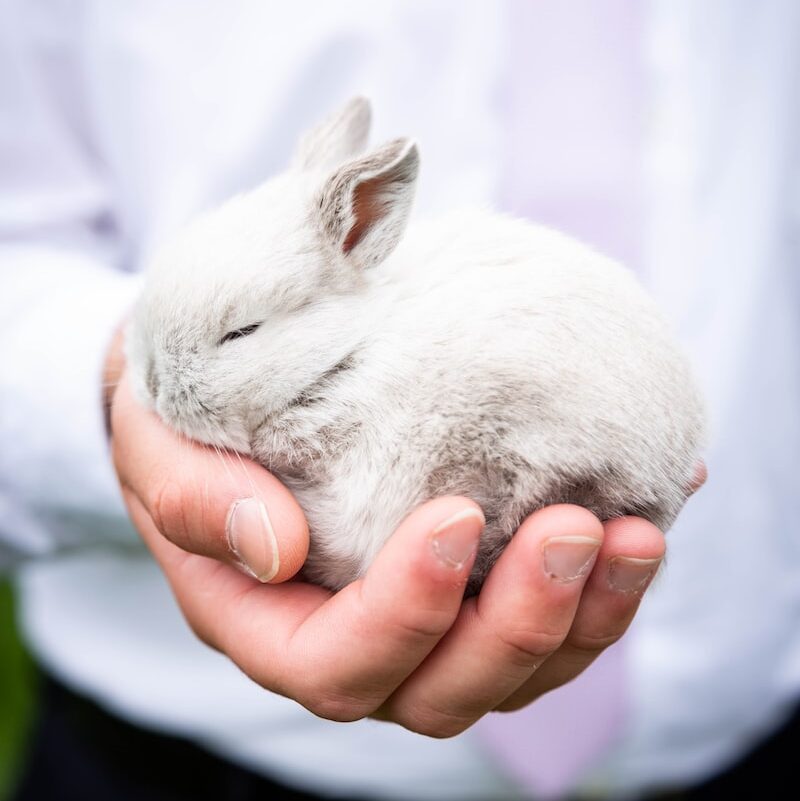 person holding white rabbit during daytime